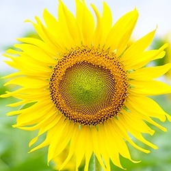 Ảnh Đại Diện Người Dùng
